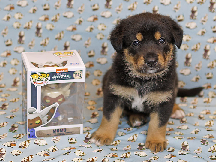 chinook puppy